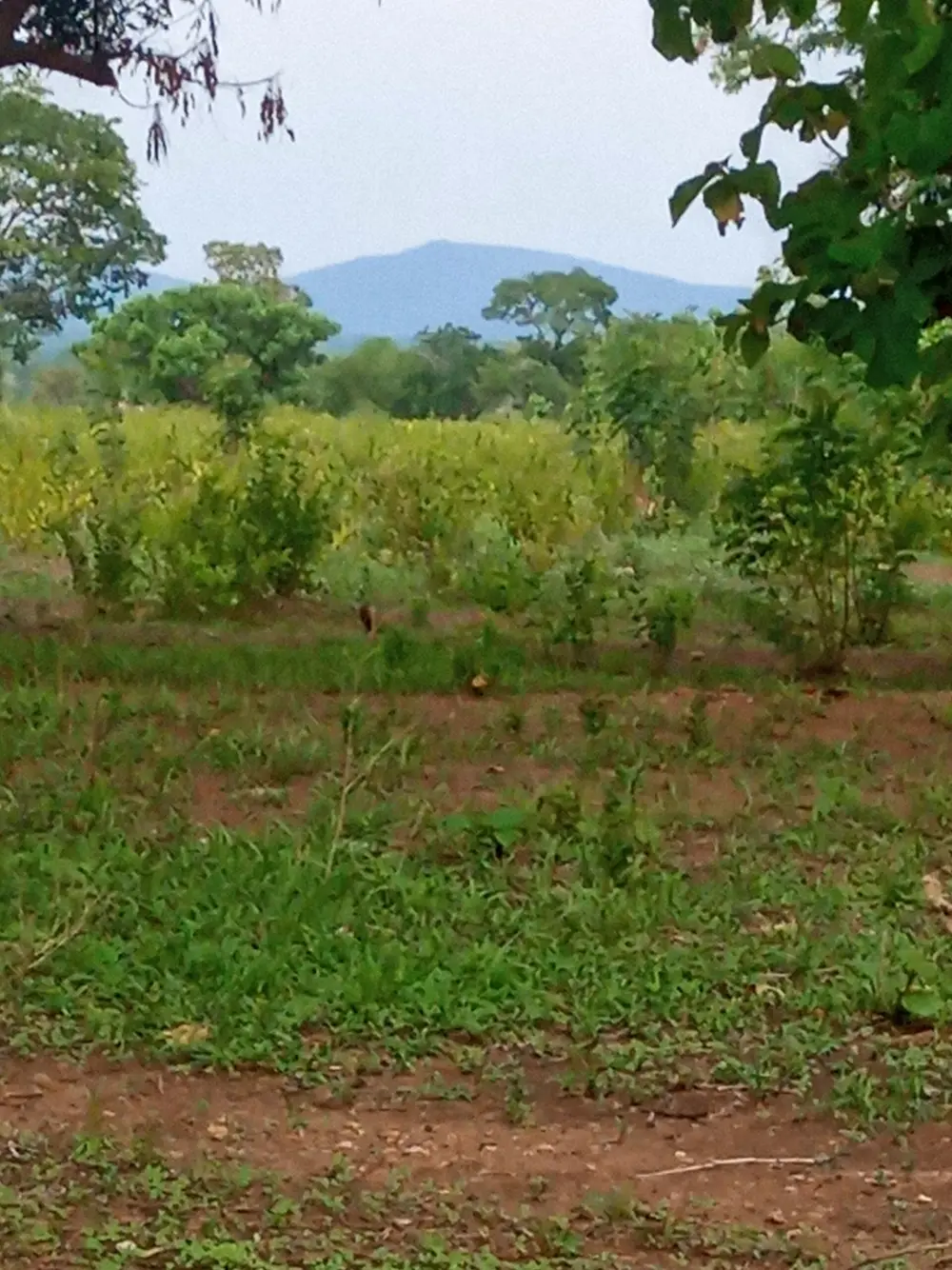 Farmland and hills along the Tatale&ndash;Togo boundary
